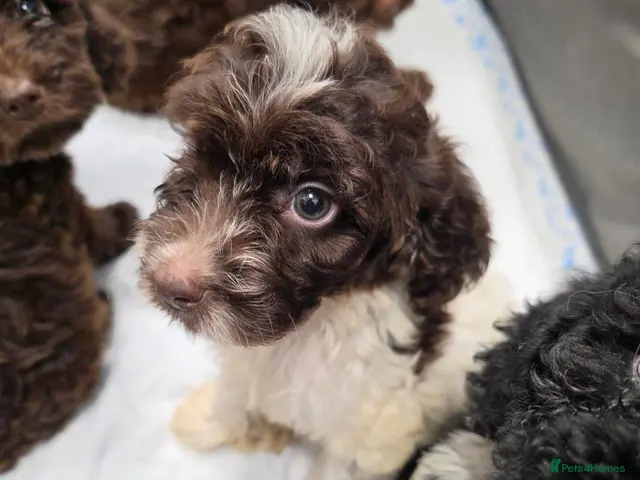 Cockapoo dogs for sale: Cockapoo puppies *READY NOW* price reduced - Advert 1