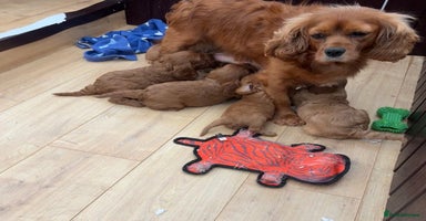 Cavapoo dogs Stunning litter of F1 Cavapoo pups - Advert 16