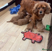 Cavapoo dogs Stunning litter of F1 Cavapoo pups - Advert 16