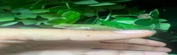 Frog reptiles for sale: Various dart frogs and tree frogs  - Advert 11