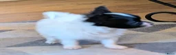 Papillon dogs for sale: Small Papillon Boy Puppy  - Advert 5