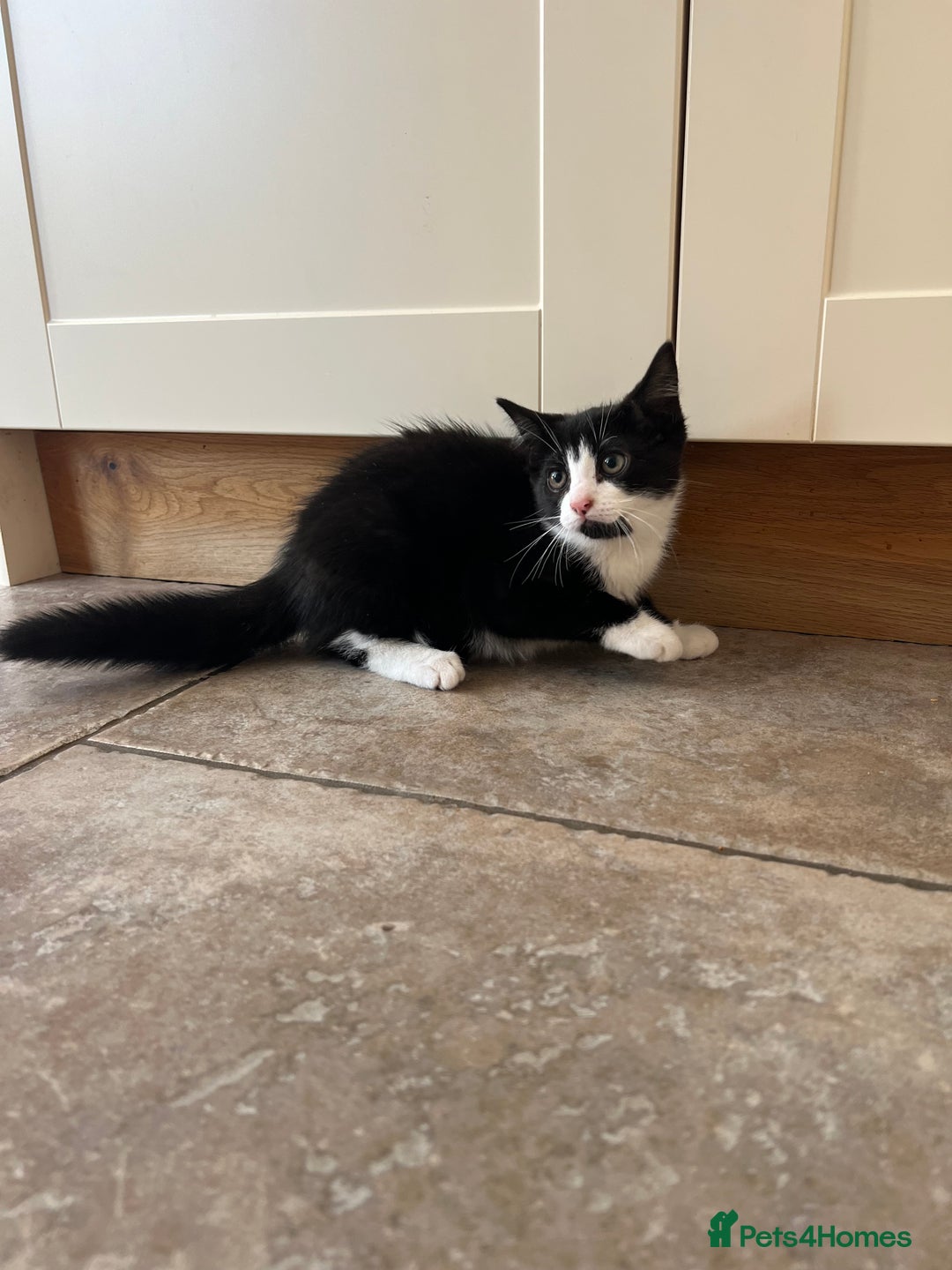 Mixed Breed cats for sale: Mixed breed kittens for sale - Image 4
