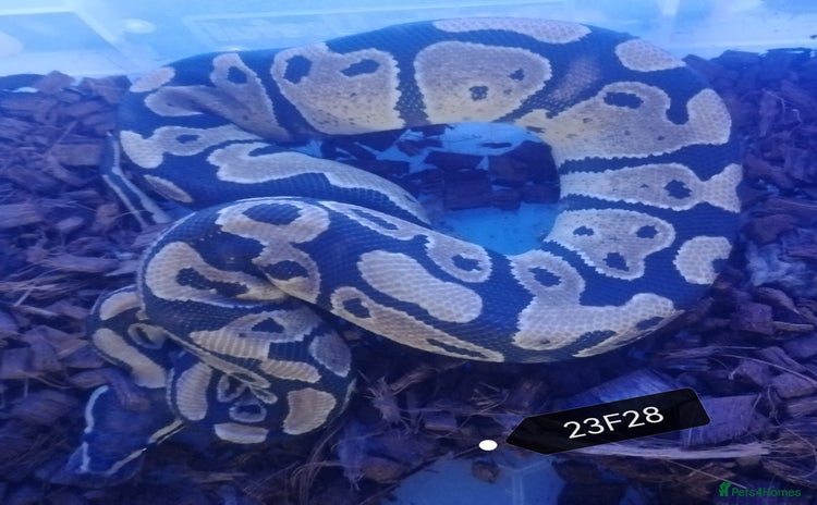 Python Snake reptiles - Advert 2