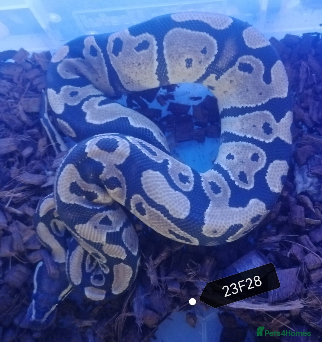 Python Snake reptiles for sale: Royal Python babies - Image 1