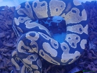 Python Snake reptiles - Advert 18