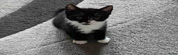 Mixed Breed cats for sale: Domestic kittens that are looking for home ❤️ in Peterborough - Advert 17