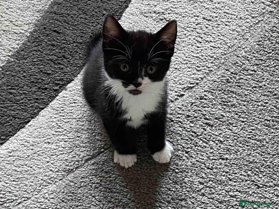 Mixed Breed cats for sale: Domestic kittens that are looking for home ❤️ in Peterborough - Advert 17