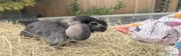 Mini Lop rabbits for sale: Mini Lop/French Lop - Advert 5
