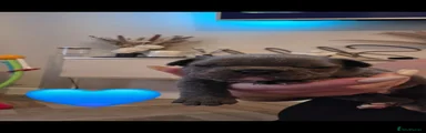 French Bulldog 1