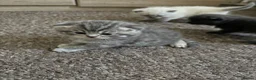 Scottish Fold cats for sale: 5 Beautiful Scottish Fold & straight Kittens - Advert 15
