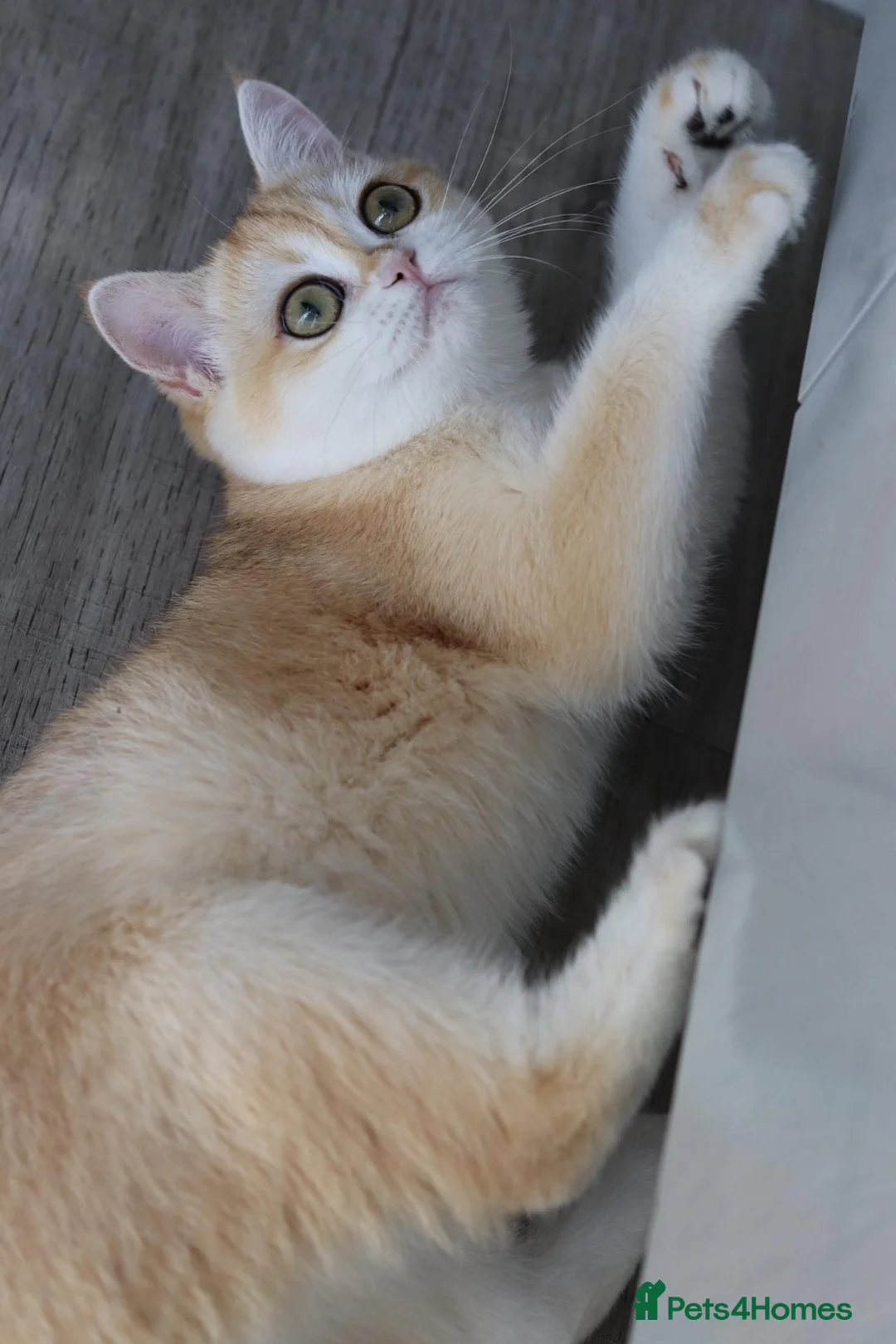 British Shorthair cats for sale: Beautiful GCCF Golden Ny12 British Shorthair Girl  - Advert 6