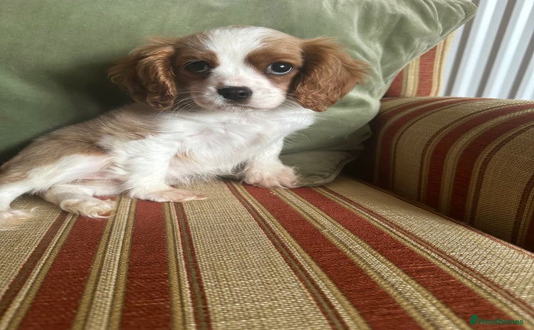 Cavalier King Charles Spaniel dogs - Advert 11