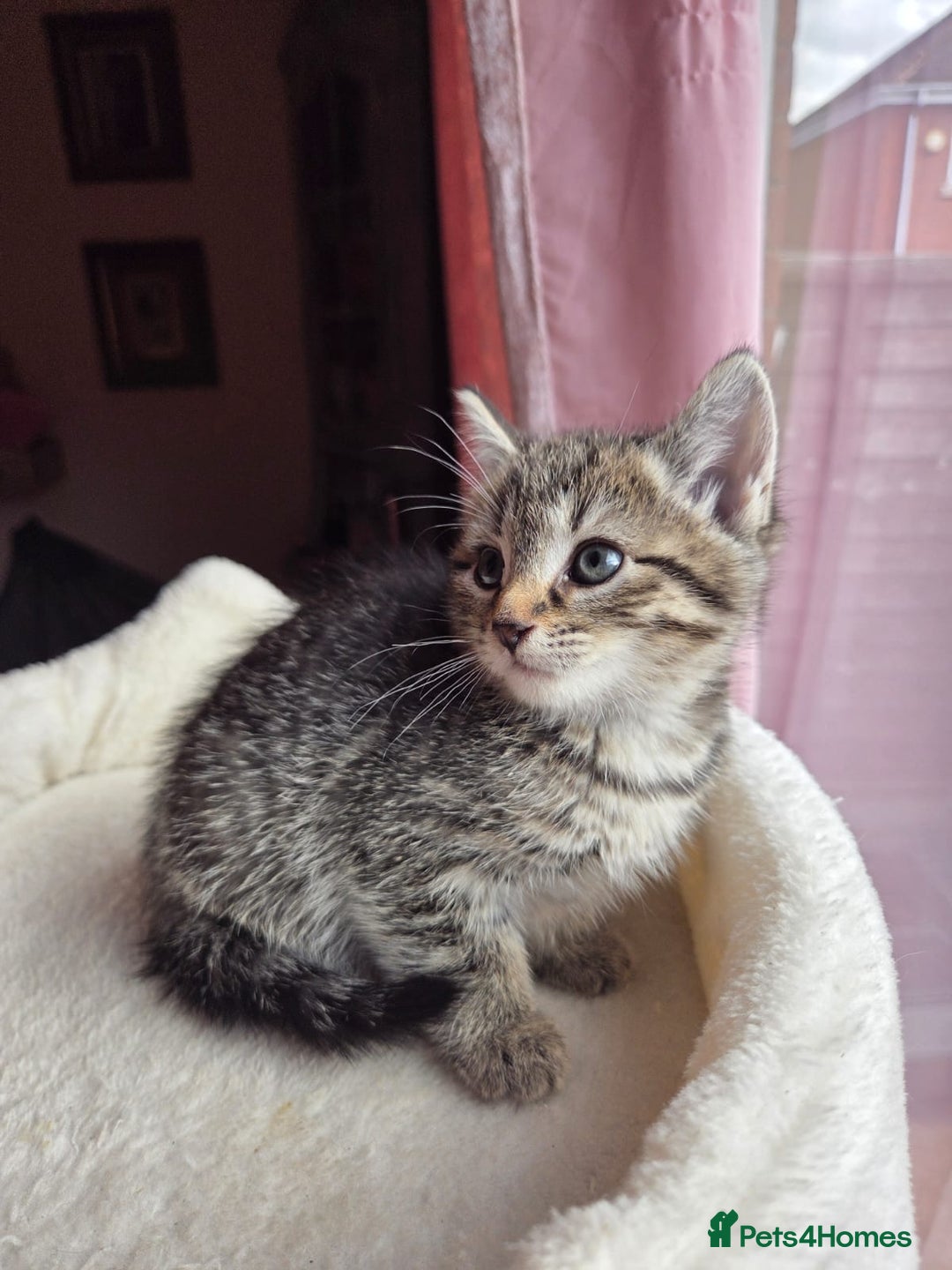 Mixed Breed cats for sale: Tabby mixed stunning litter - Image 5