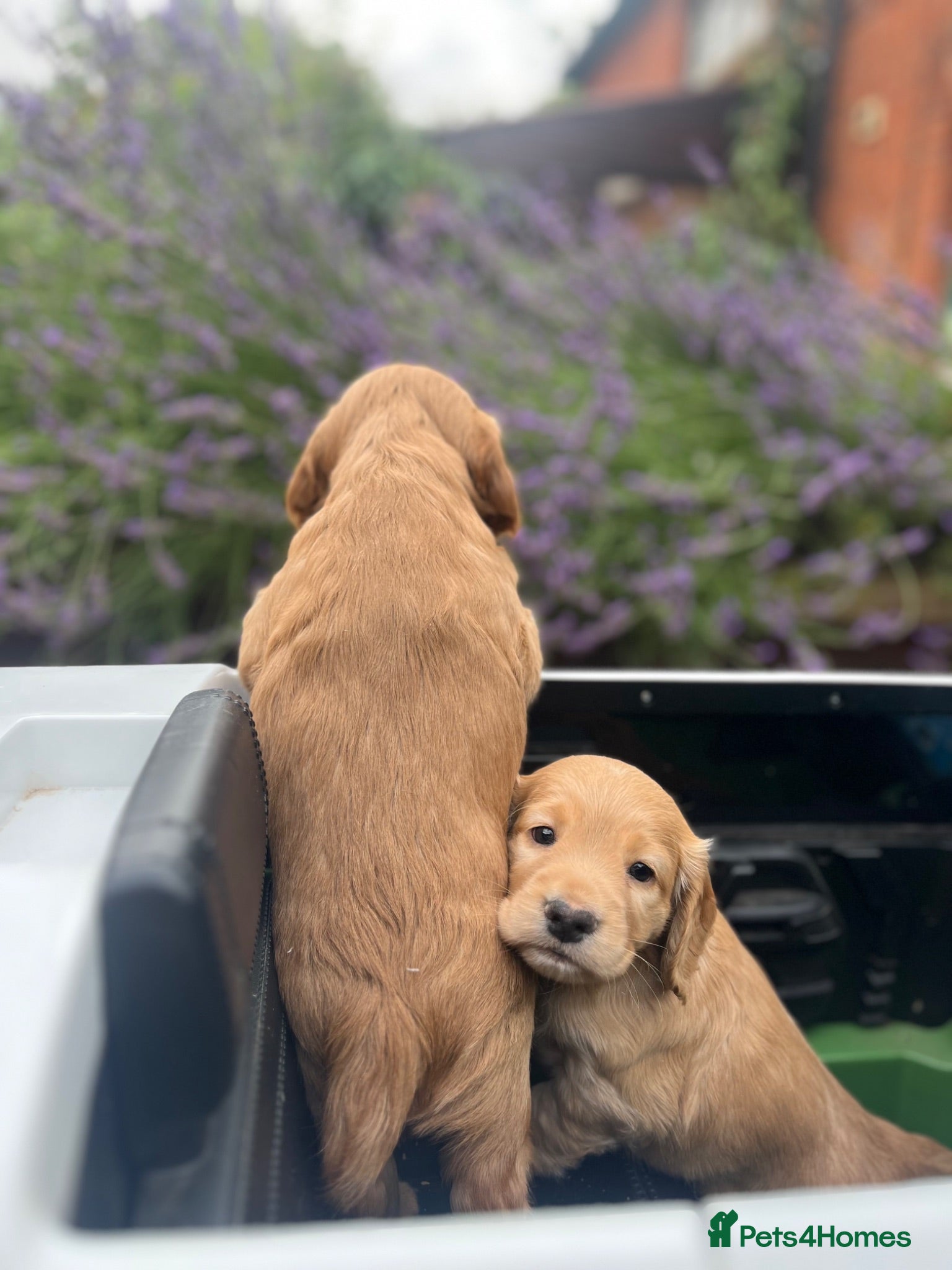 Cocker Spaniel dogs Working cocker spaniel puppies  - Advert 11