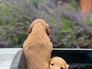 Cocker Spaniel dogs Working cocker spaniel puppies - Advert 15