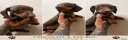 Dachshund dogs for sale: Beautiful miniature dachshunds ready to go - Advert 2