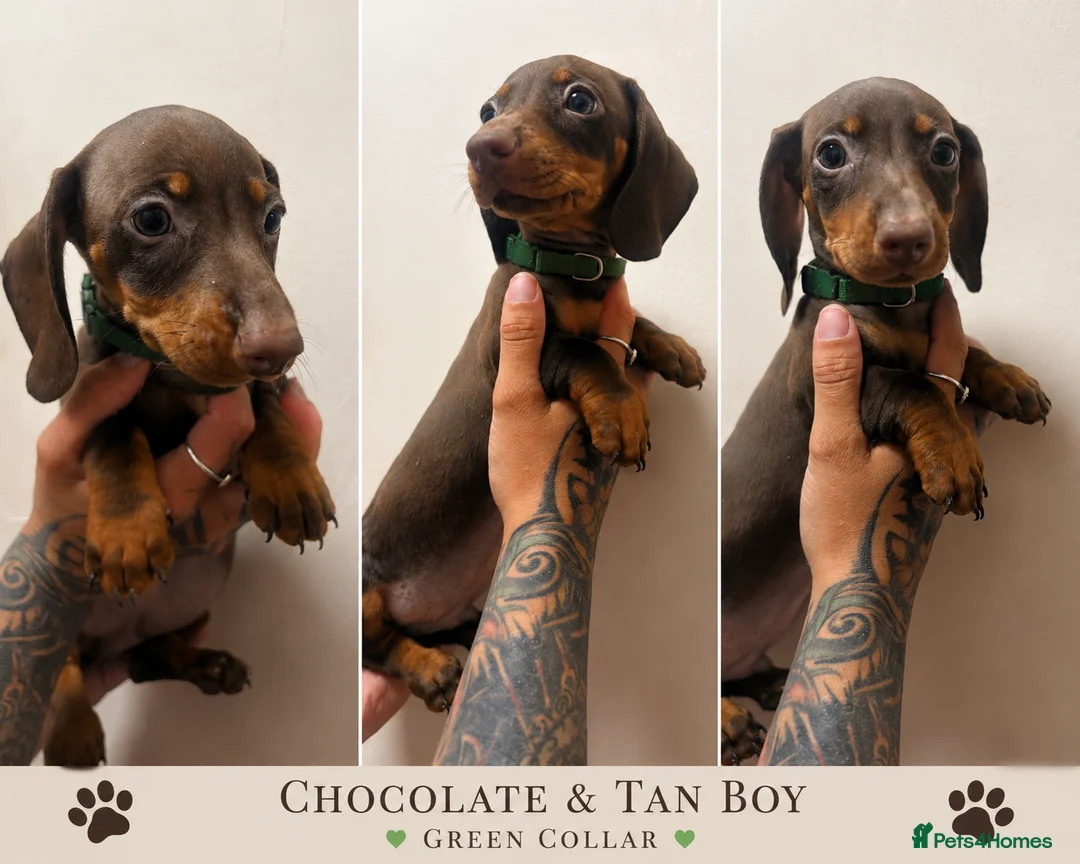 Dachshund dogs for sale: Beautiful miniature dachshunds ready to go - Advert 2