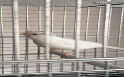 Canaries birds for sale: Canary - Image 12