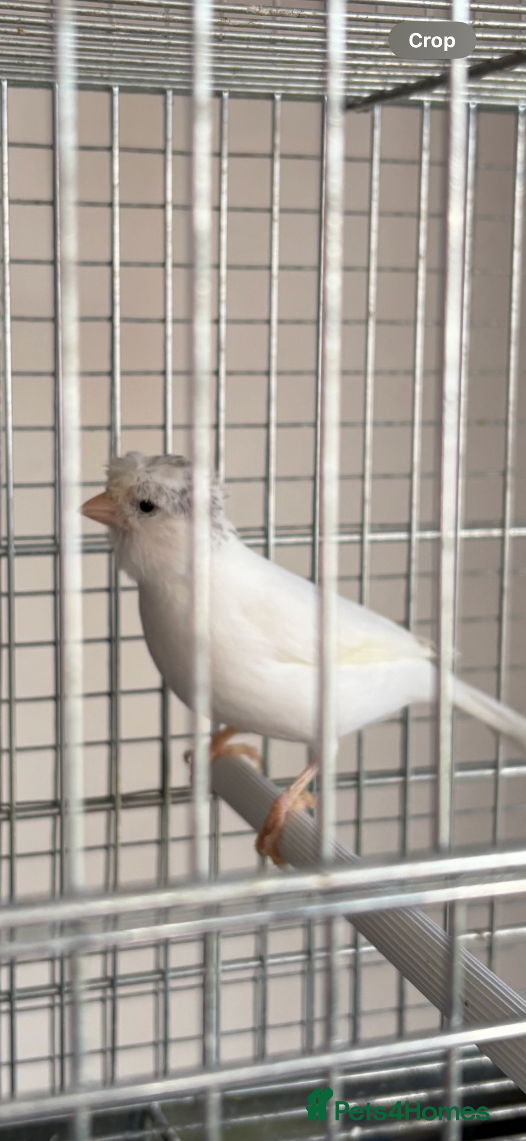 Canaries birds for sale: Canary - Image 12
