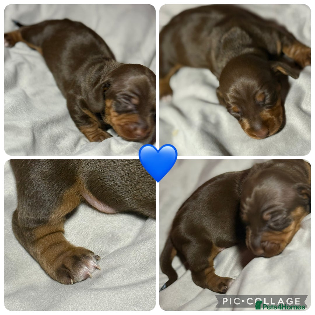 Miniature Dachshund dogs for sale: Miniature Daschund 1 Boy 1 Girl Available - Image 4