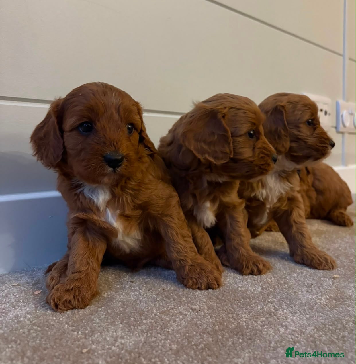 Cavapoo dogs Beautiful Red F1 Cavapoo puppies - Advert 1