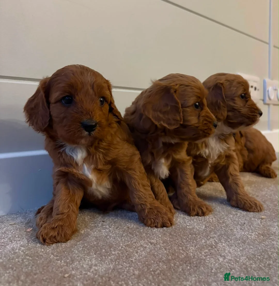 Cavapoo dogs for sale: Beautiful Red F1 Cavapoo puppies - Advert 1