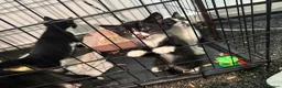 Mixed Breed cats for sale: Kittens need a new home in Wolverhampton - Advert 15