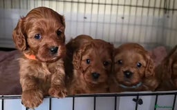 Cavapoo dogs for sale: Cavapoo puppies - Image 2