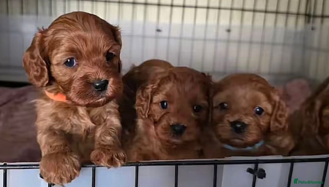 Cavapoo dogs for sale: Cavapoo puppies - Image 2