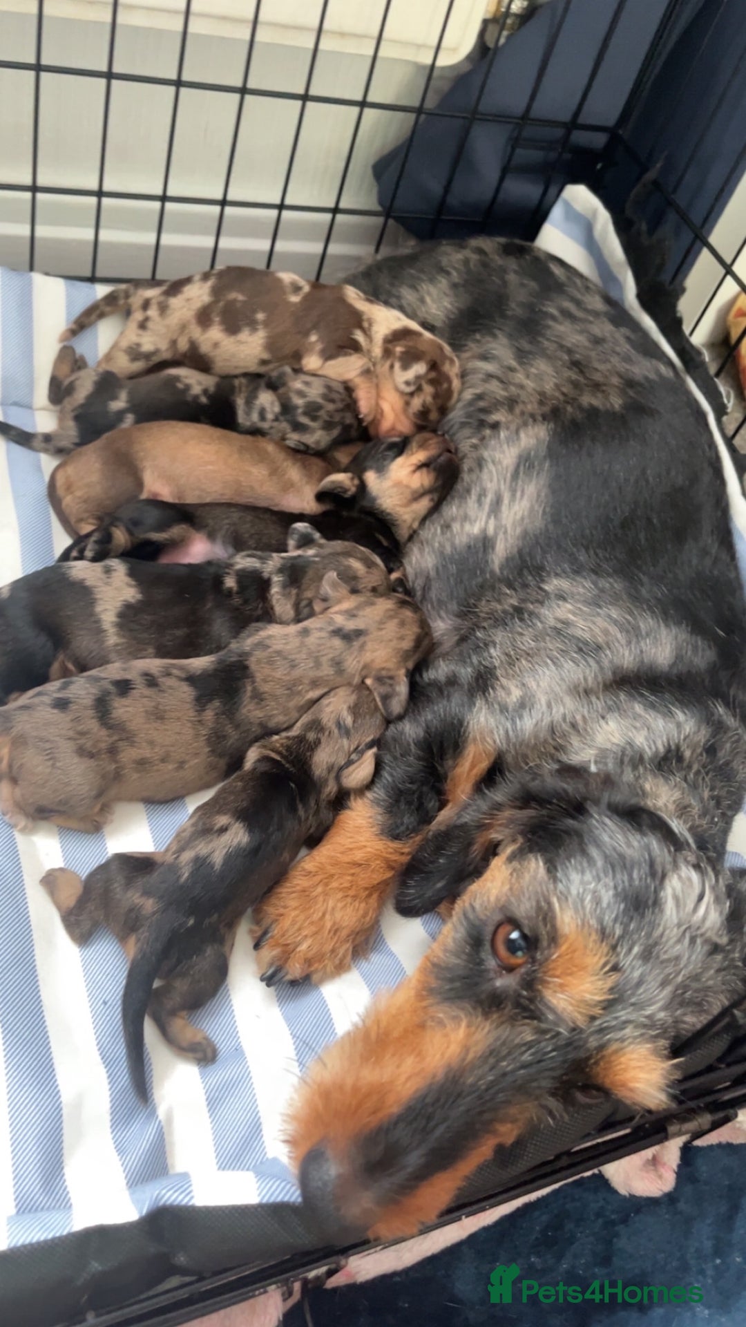 Miniature Dachshund dogs for sale: Wired haired miniature dachshund  - Image 5