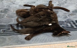 Mixed Breed cats for sale: Beautiful  kitten for sale  - Image 13