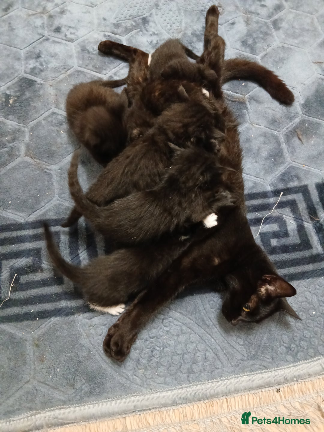 Mixed Breed cats for sale: Beautiful  kitten for sale  - Image 13