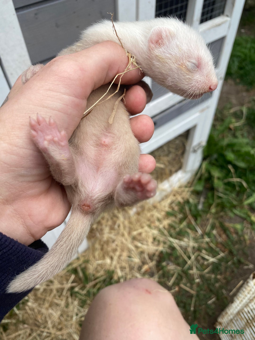 Ferret rodents for sale: Ferret kits  - Image 11