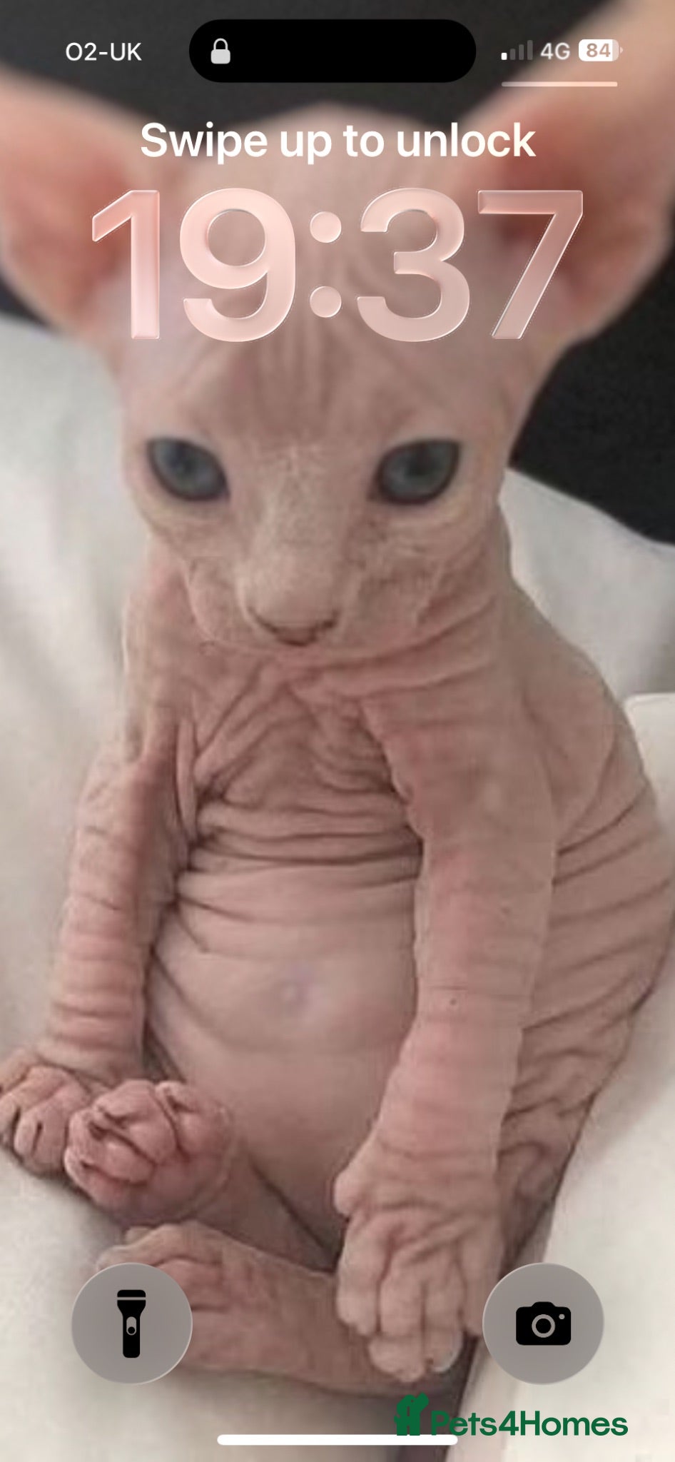 Sphynx cats 3 kittens available  - Advert 18
