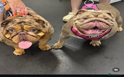 English Bulldog dogs for sale: English bulldog puppies - Image 15