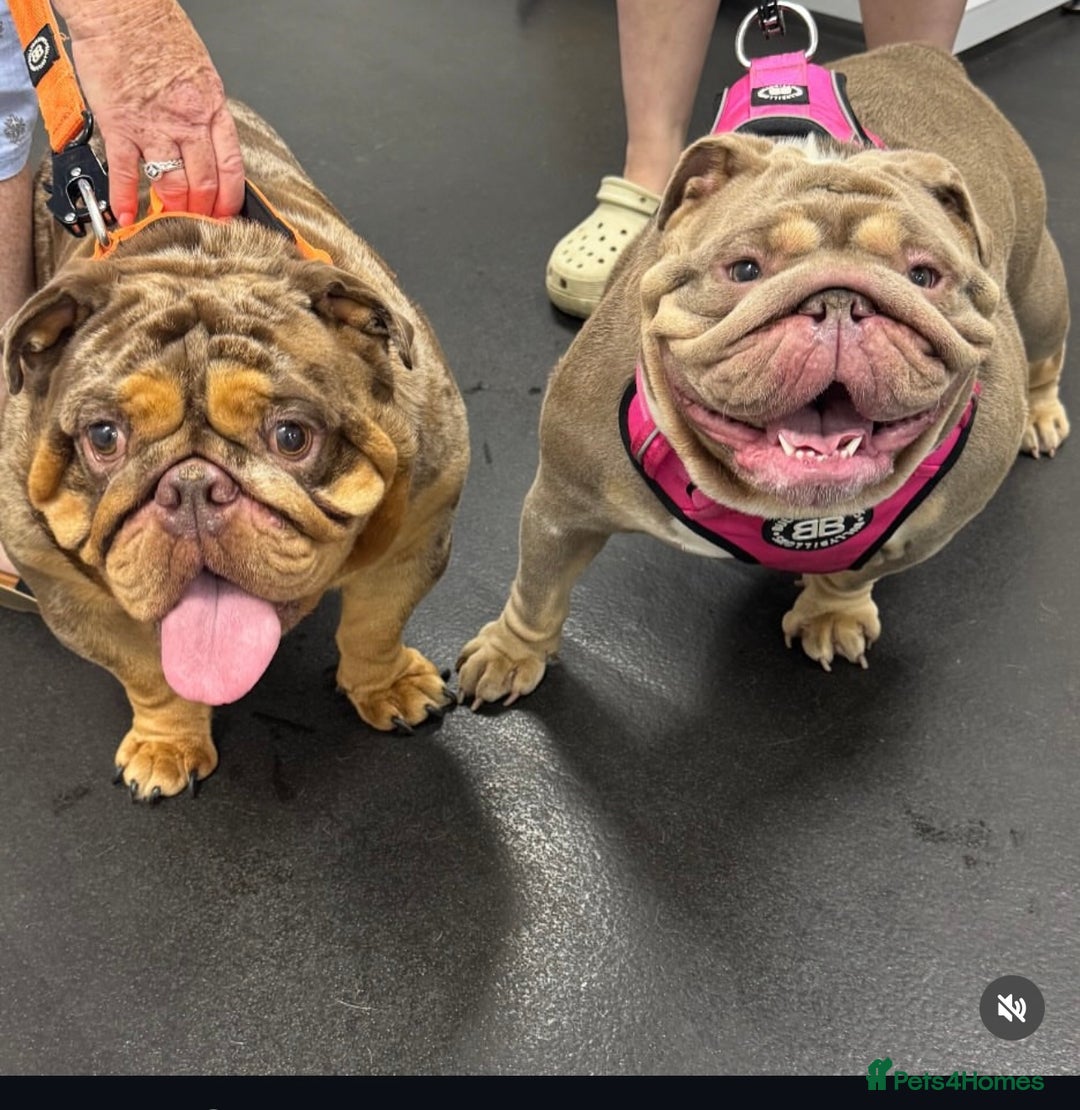 English Bulldog dogs for sale: English bulldog puppies - Image 15