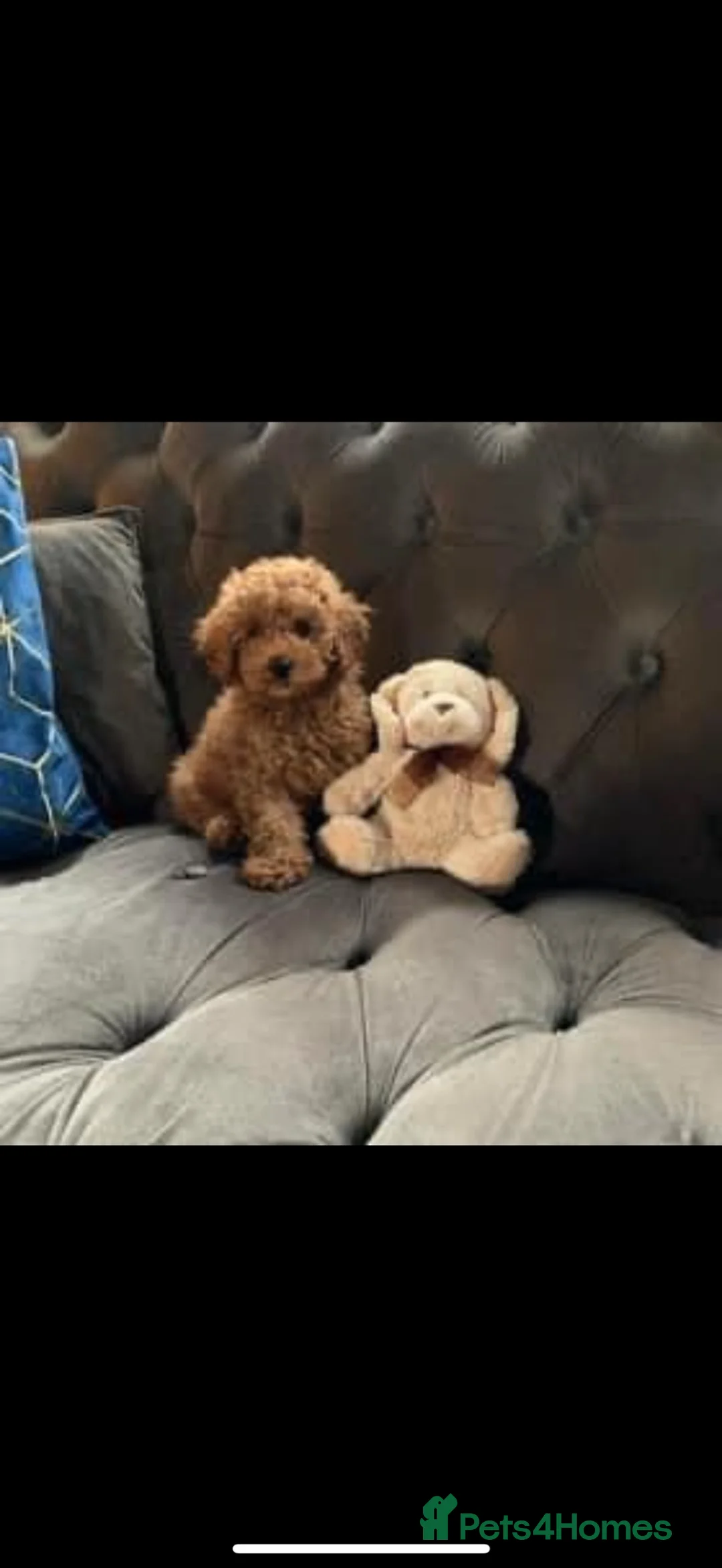 Toy Poodle dogs for stud: Bear  in Stockton-on-Tees - Advert 5