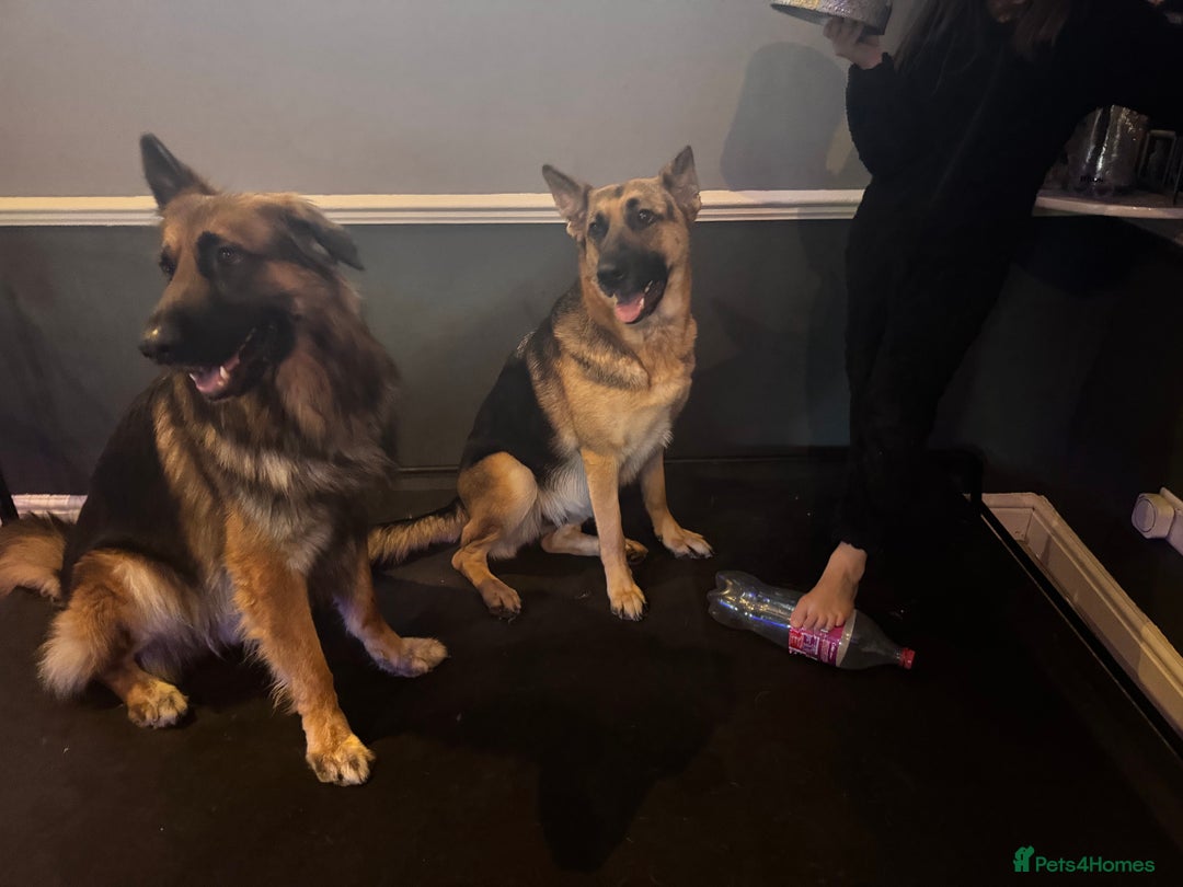 German Shepherd dogs for sale: Ready to meet your new best friend  - Advert 1