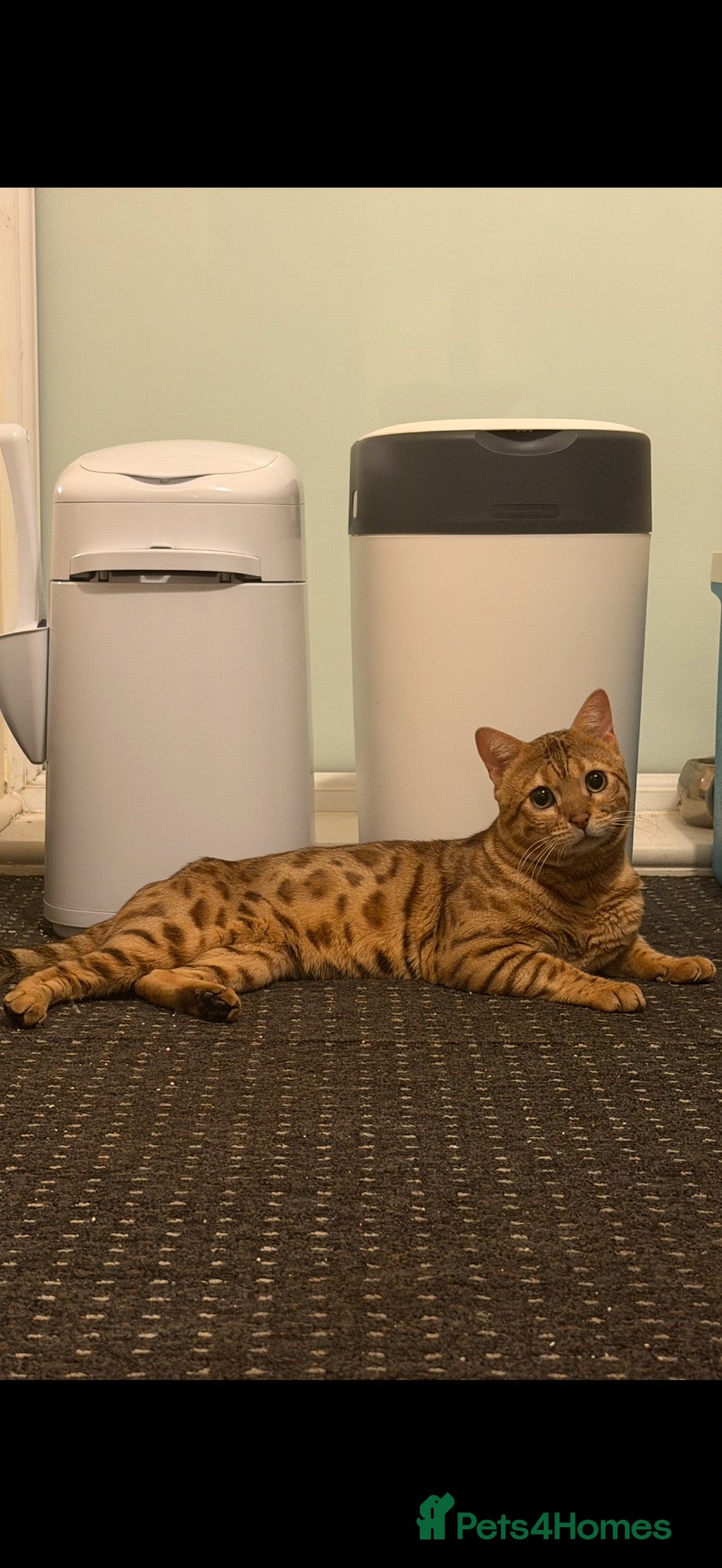 Bengal cats for sale: 2 year old male bengal for sale  - Advert 6