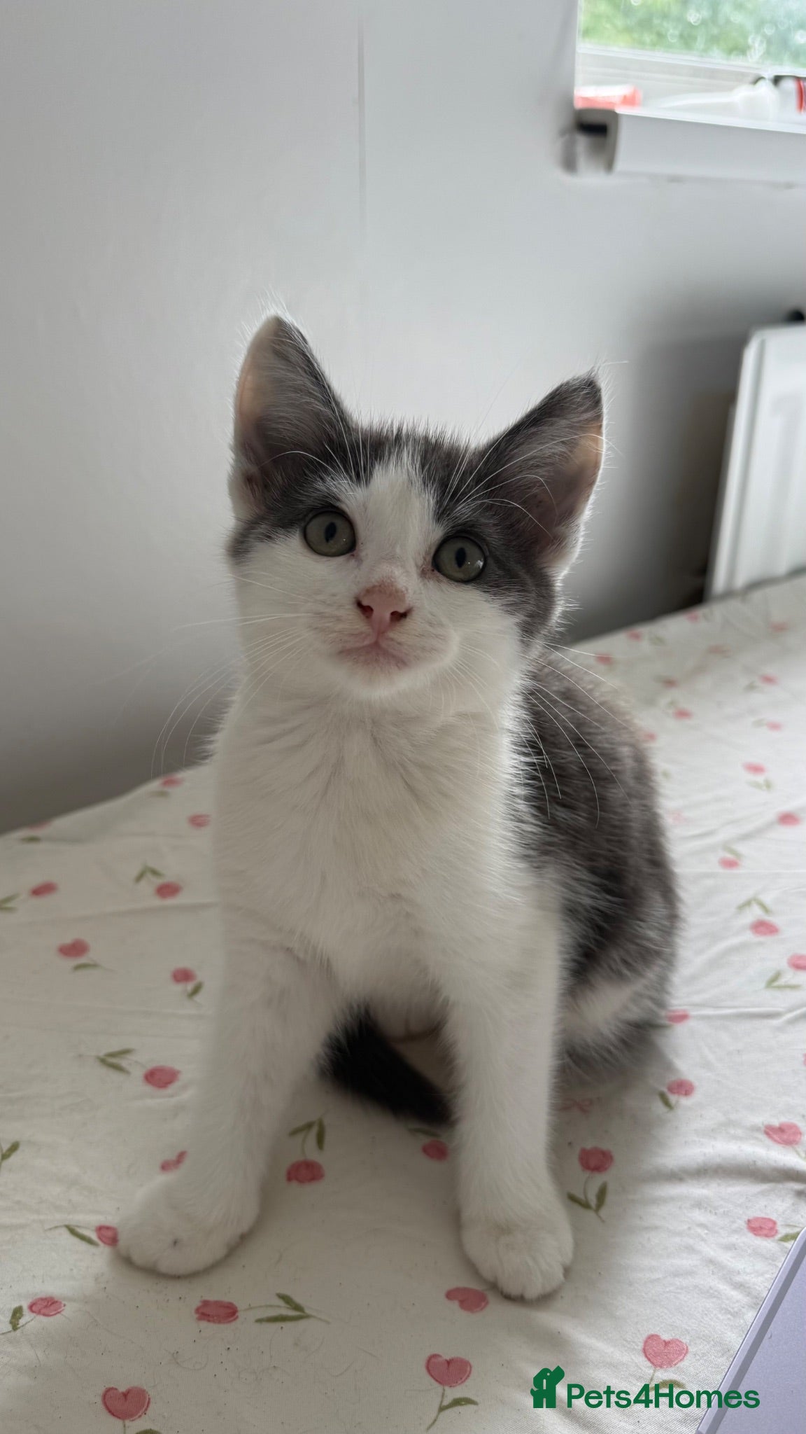 Mixed Breed cats 2 Beautiful Male Kittens  - Advert 3