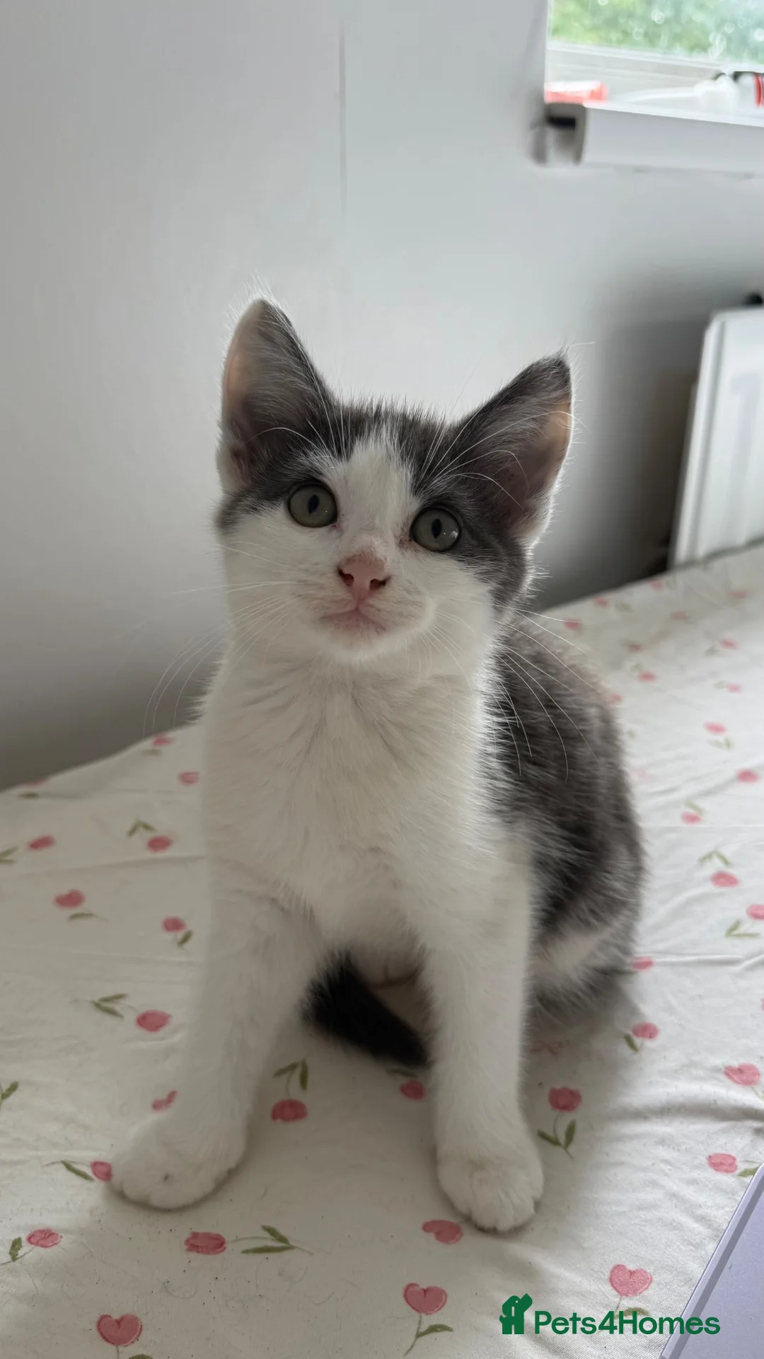 Mixed Breed cats for sale: 2 Beautiful Male Kittens  - Advert 1