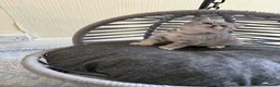 British Shorthair cats for sale: BSH kittens for sale  - Advert 17