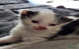 British Shorthair cats for sale: British Shorthair Kittens for sale  - Image 26