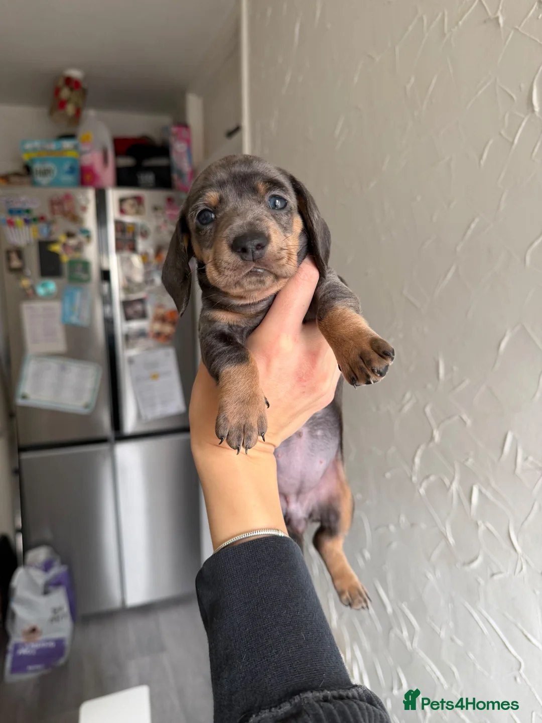 Dachshund dogs for sale: KC Registered Pink/Carrier Miniature Dachshund in Stanford-le-Hope - Advert 2