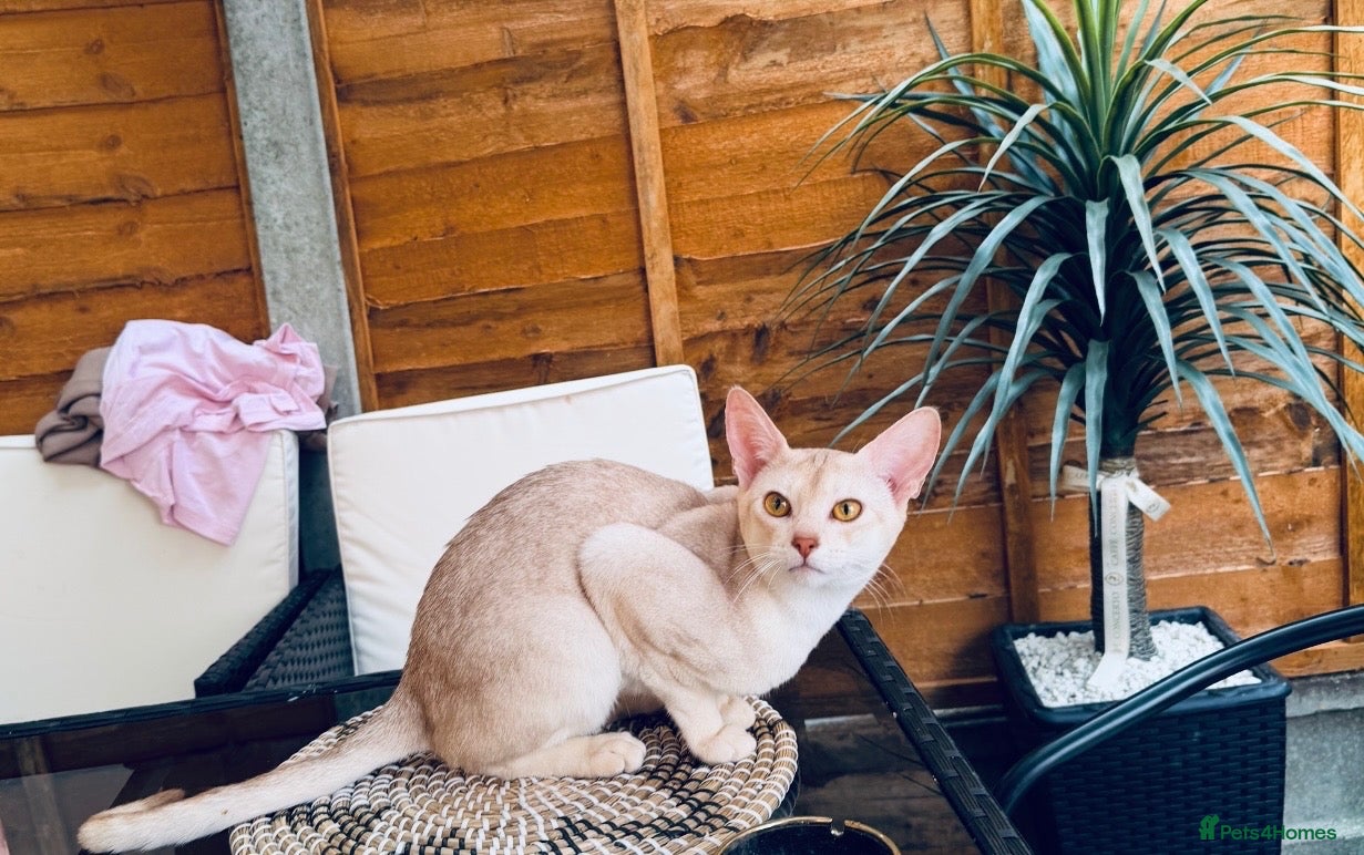 Abyssinian cats for stud: 🏆🏵️🏵️🏵️🥇Exceptional Abyssinian Stud - Advert 1