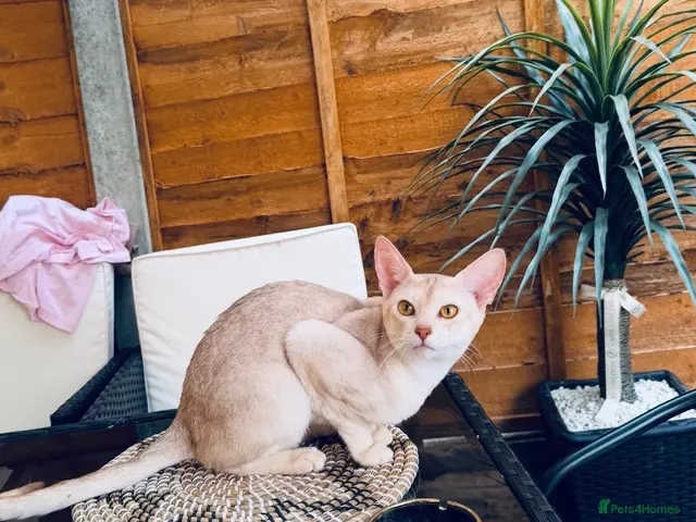 Abyssinian cats for stud: 🏆🏵️🏵️🏵️🥇Exceptional Abyssinian Stud - Advert 1