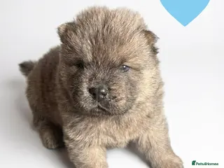 Chow Chow dogs 7 Stunning Chow Chow Puppies - Advert 7