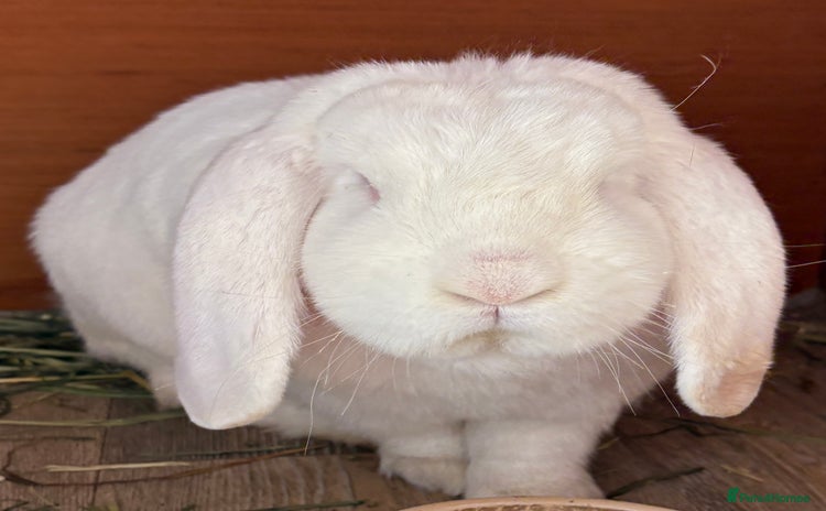 French Lop rabbits - Advert 1