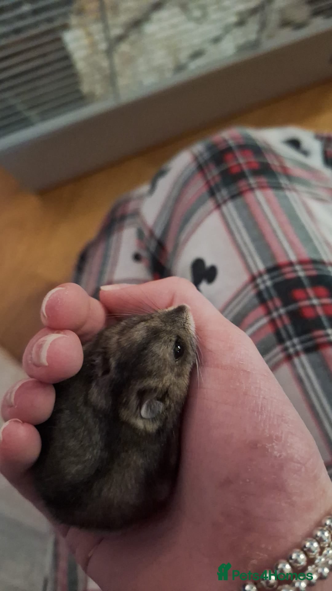 Hamster rodents Dwarf Russian hamster  - Advert 1