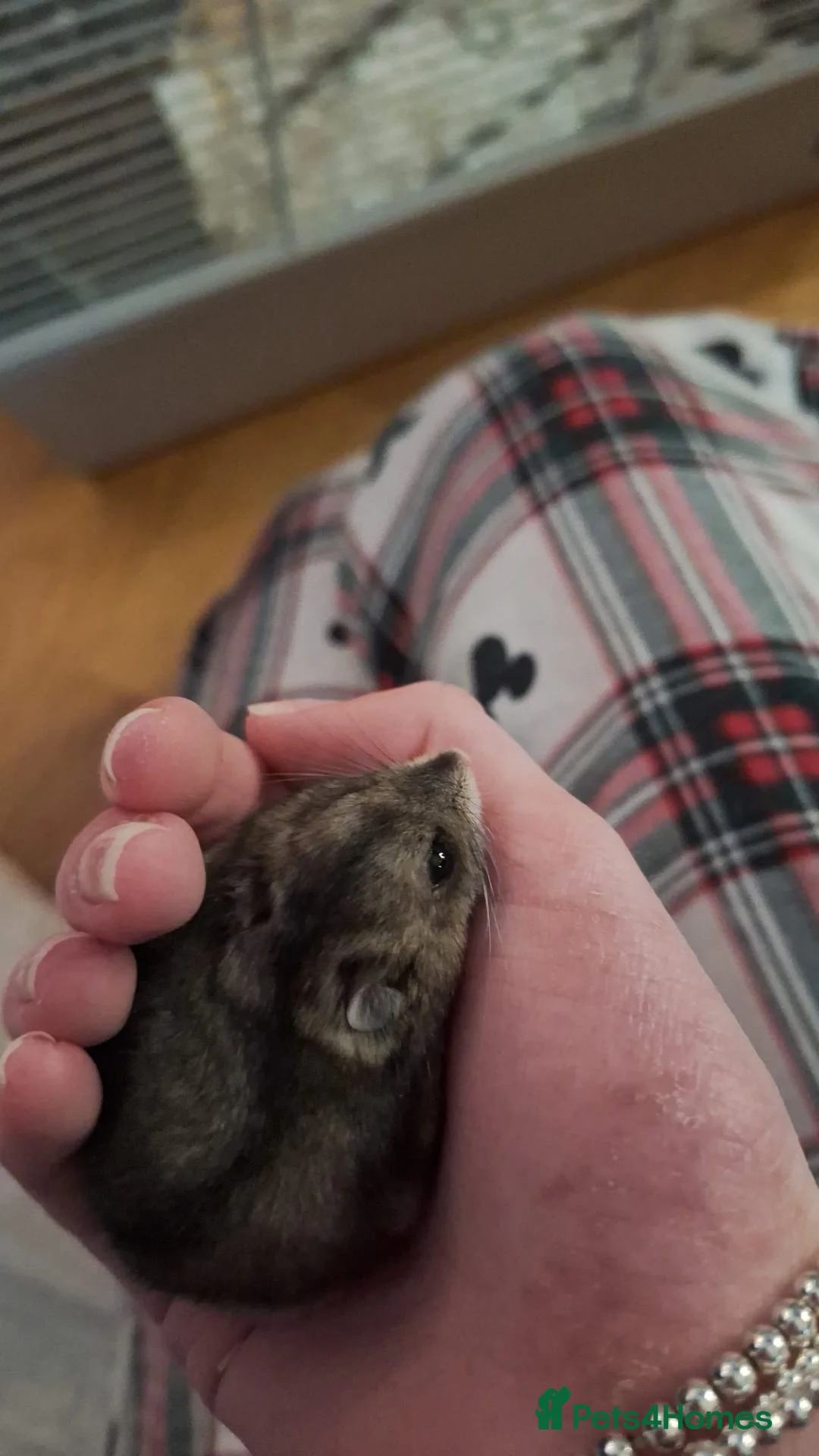 Hamster rodents for sale: Dwarf Russian hamster  - Advert 1